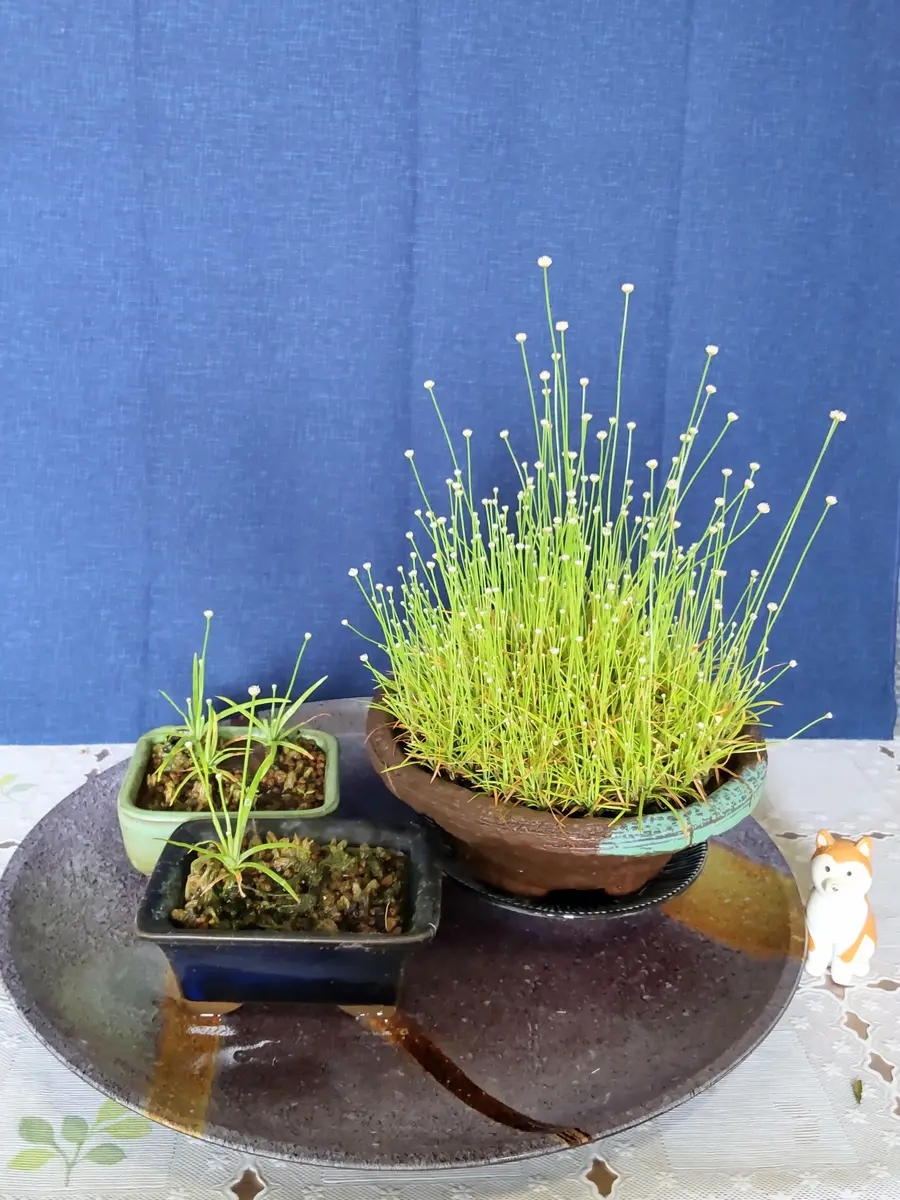 シラタマホシクサ(金平糖草)の花を見たい。🎵｜そだレポ（栽培レポート