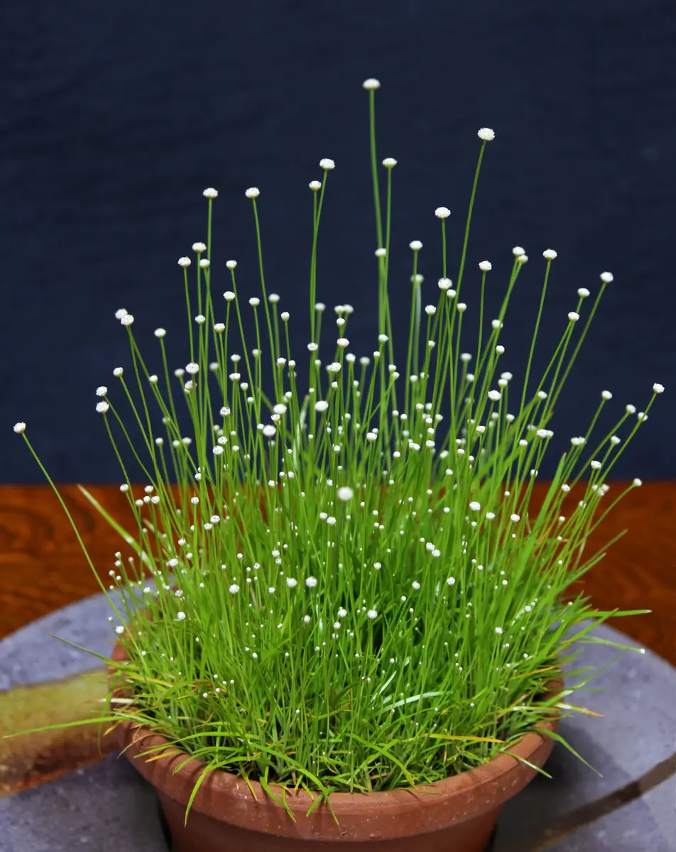 シラタマホシクサ(金平糖草)の花を見たい。🎵｜そだレポ（栽培レポート