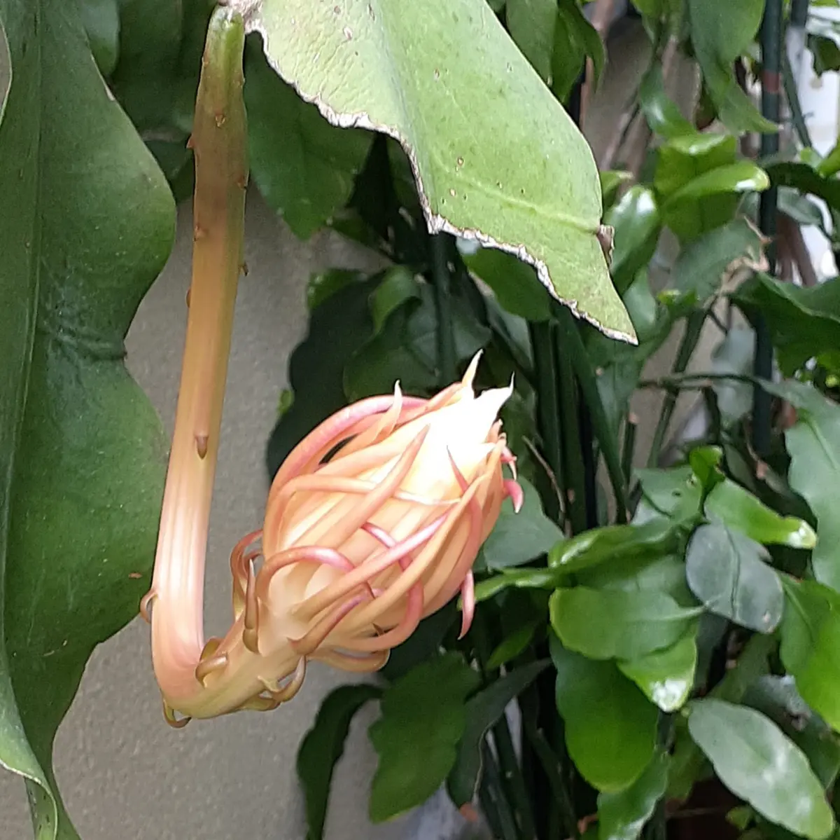 月下美人の蕾がつきはじめました。