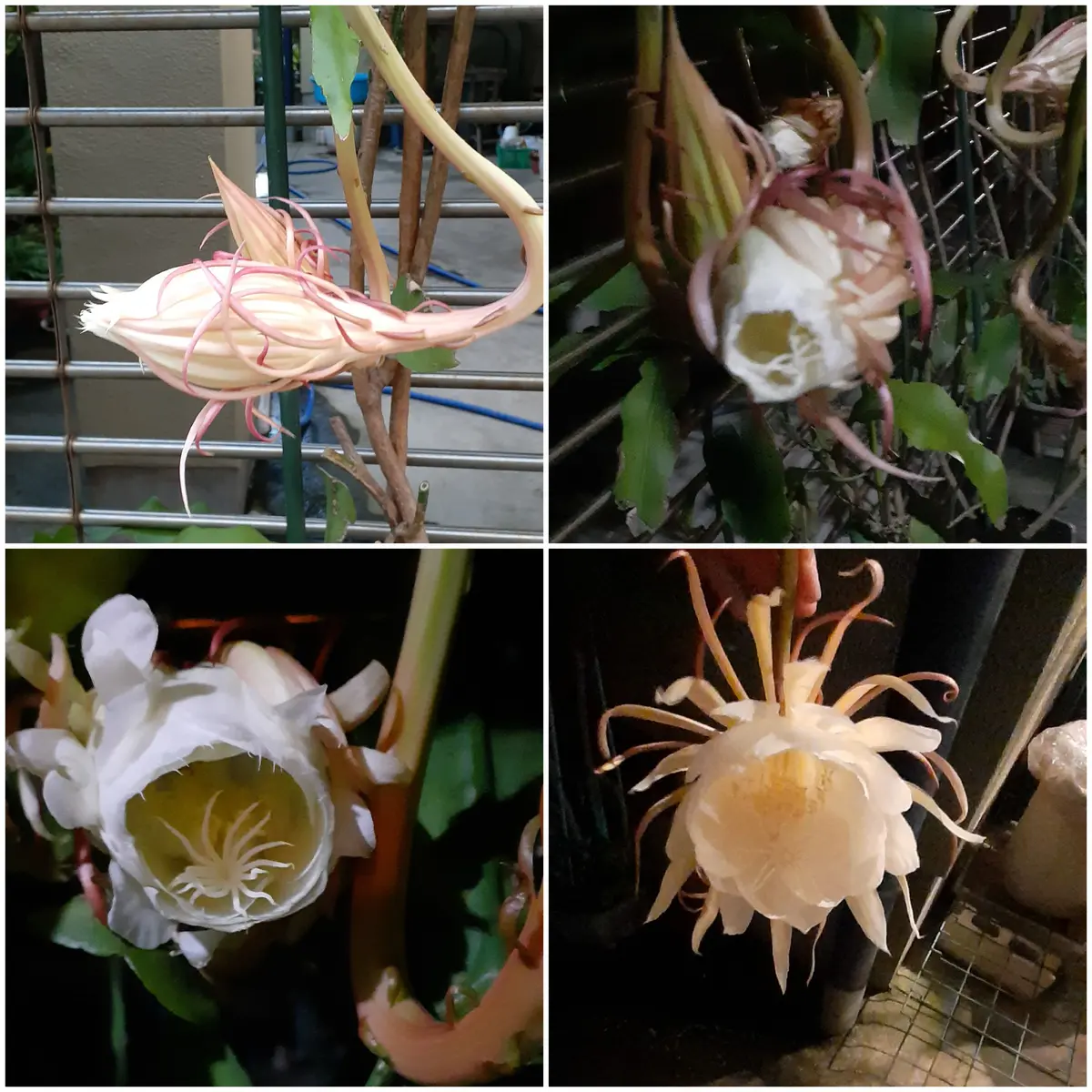 開花株 10年物の大株】月下美人 9/13つぼみ3個