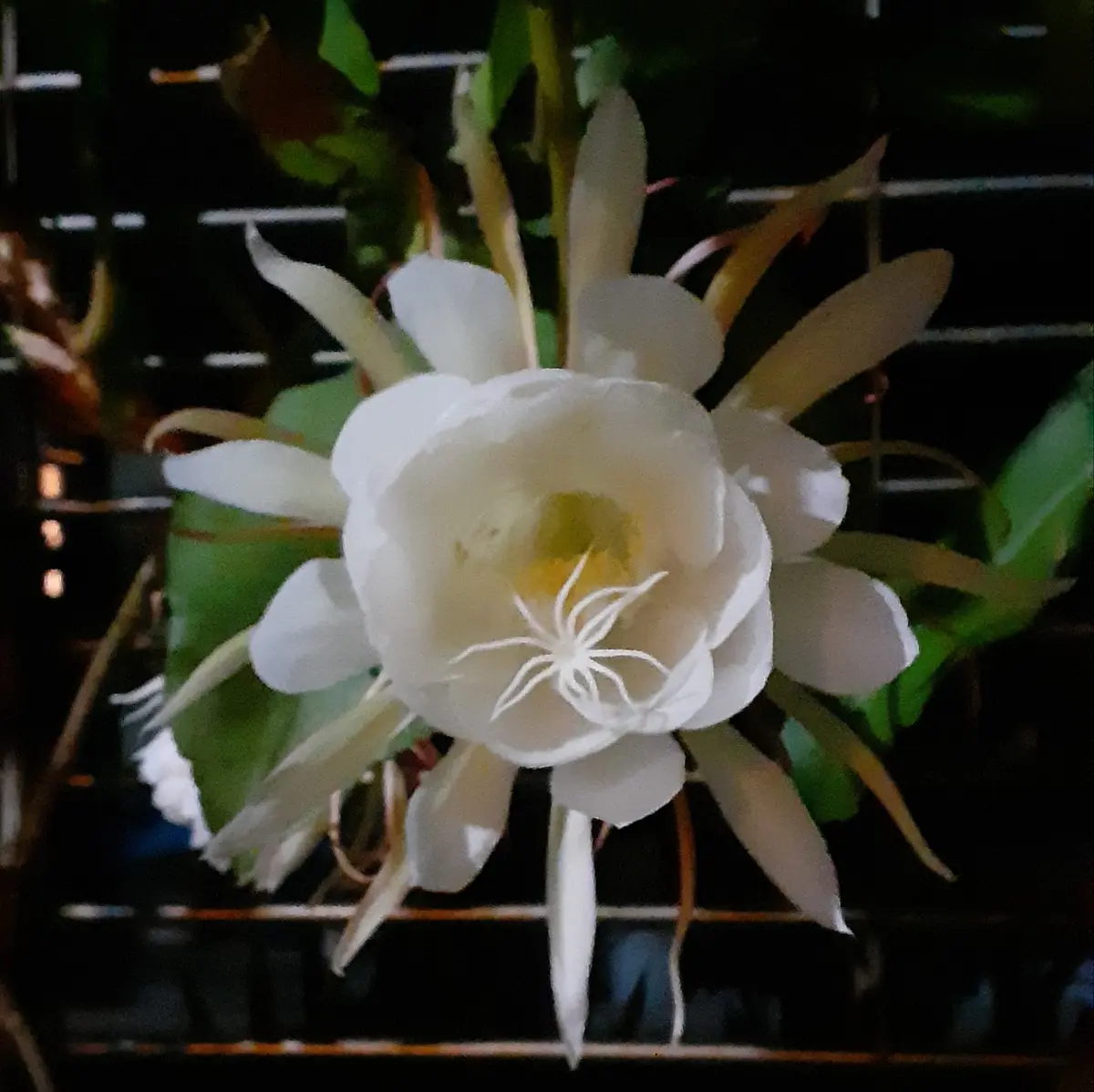 【開花株 8年物の大株】月下美人 9/19つぼみ5個 楽天市場】サボテン 月 下 美人の通販