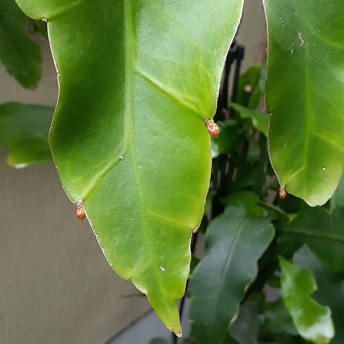 月下美人の開花の過程｜そだレポ（栽培レポート）by礼子｜みんなの趣味