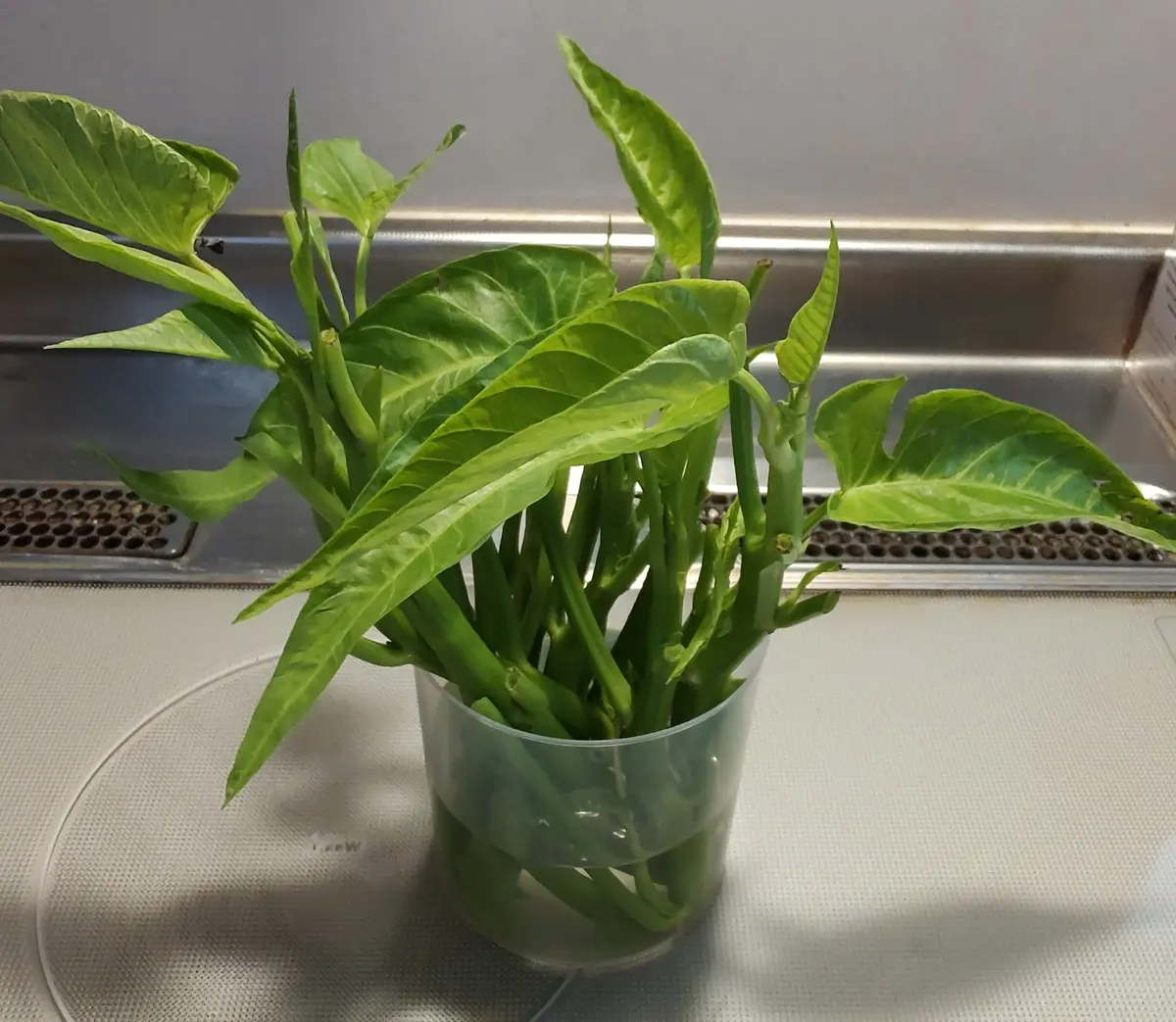 空 芯 菜 育て 方