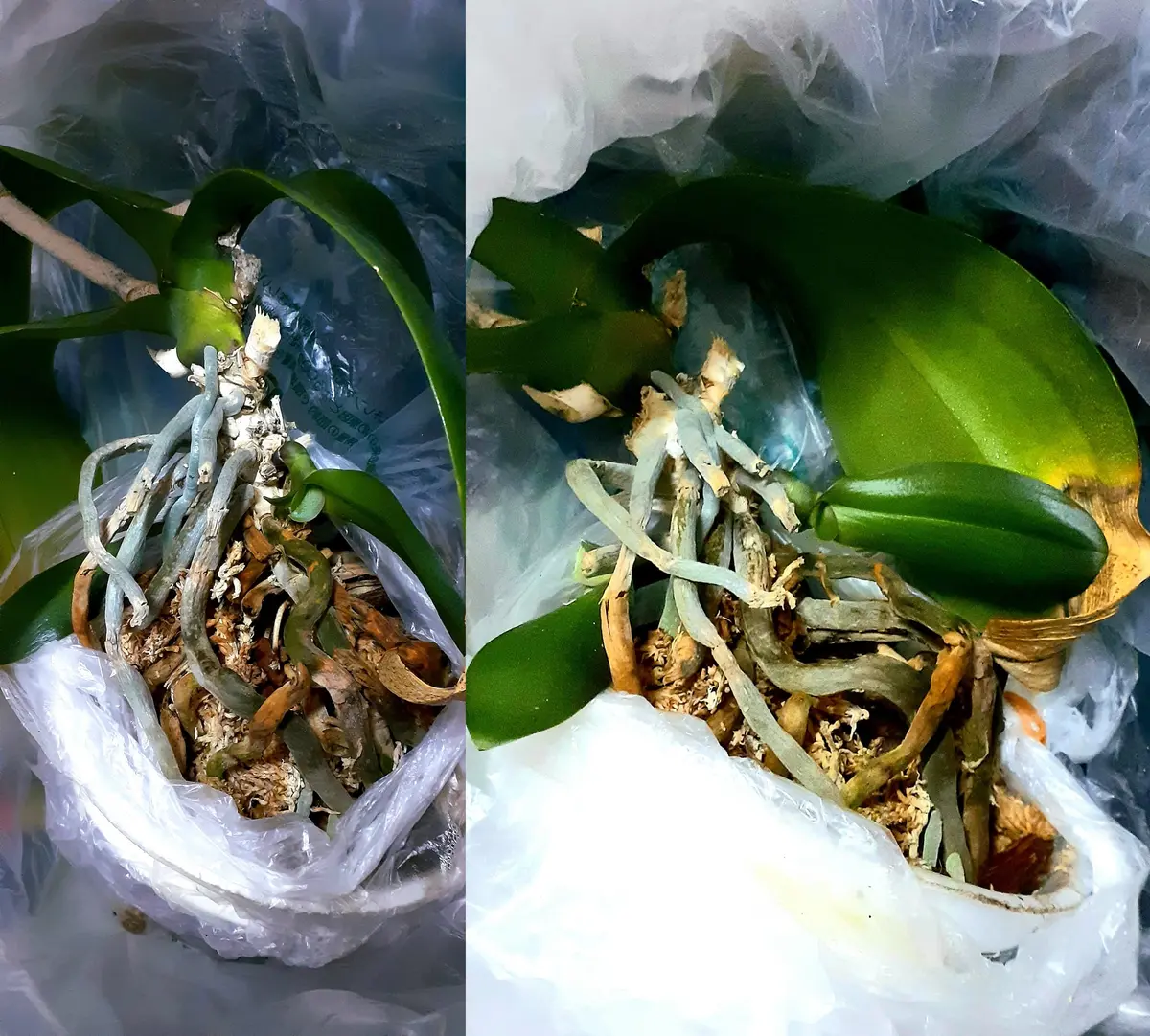 温室は無いのでビニール袋が温室「もう胡蝶蘭は栽培しないって思ってた