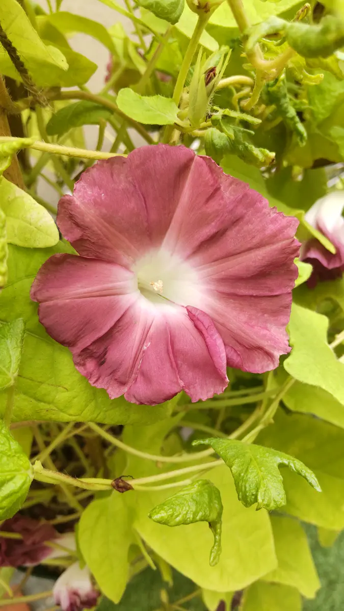 アサガオ団十郎を種から育ててみたよ｜そだレポ（栽培レポート）by