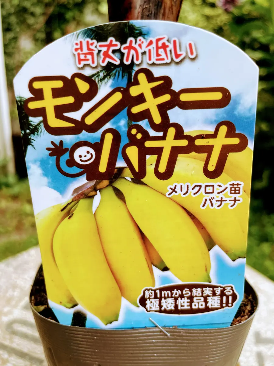 モンキーバナナ 1m超え