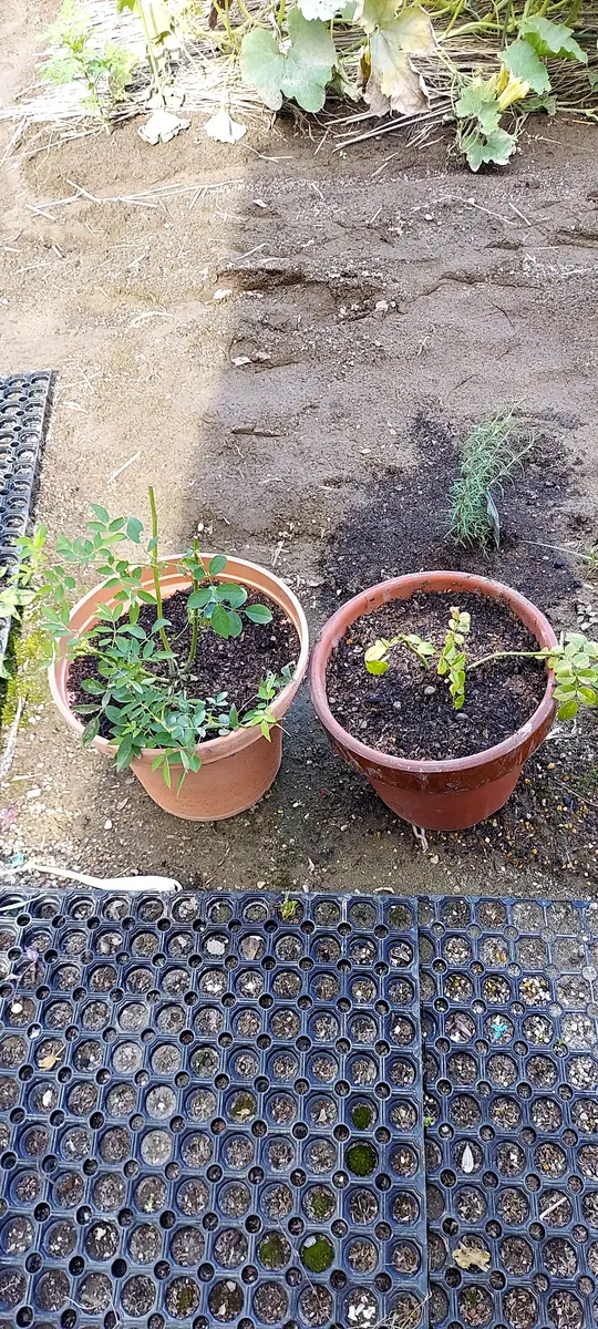 北田様確認用＊群舞 つるバラ苗 ツルバラ苗 めの苗 ポットの