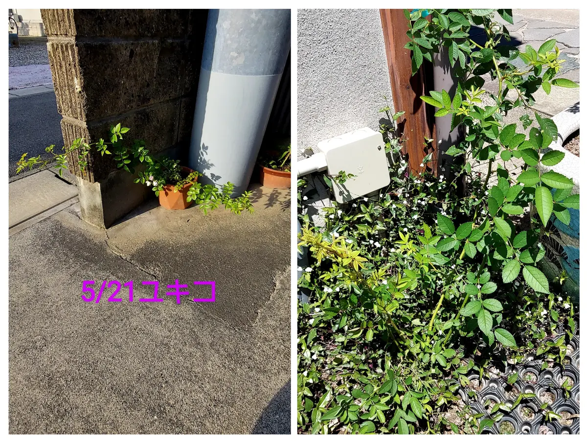 群舞 つるバラ苗 ツルバラ苗 ポットのまま発送します！