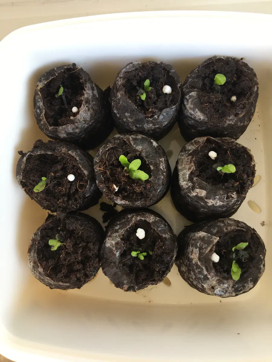 ビカクシダ 胞子培養にトライᕦ(ò_óˇ)ᕤ｜そだレポ（栽培レポート）by