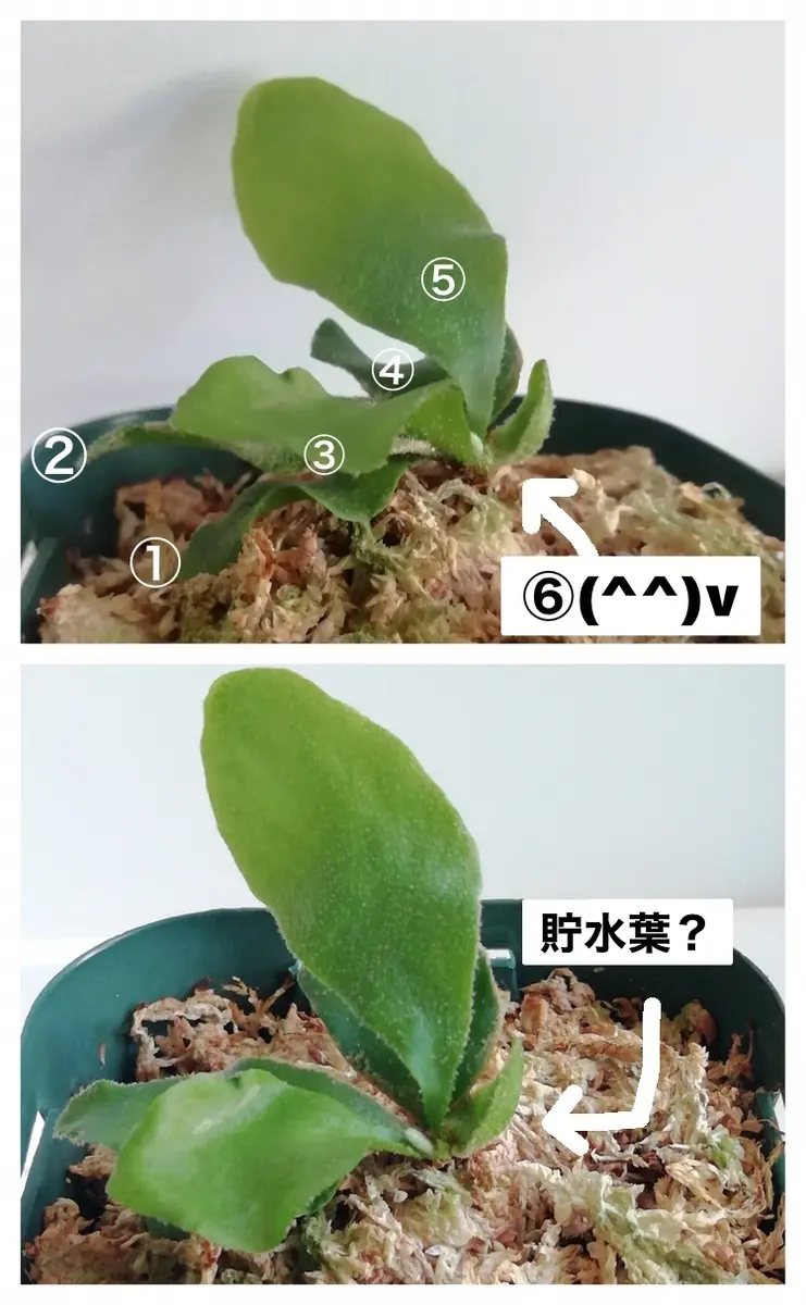 ビカクシダ 胞子培養にトライᕦ(ò_óˇ)ᕤ｜そだレポ（栽培レポート）by