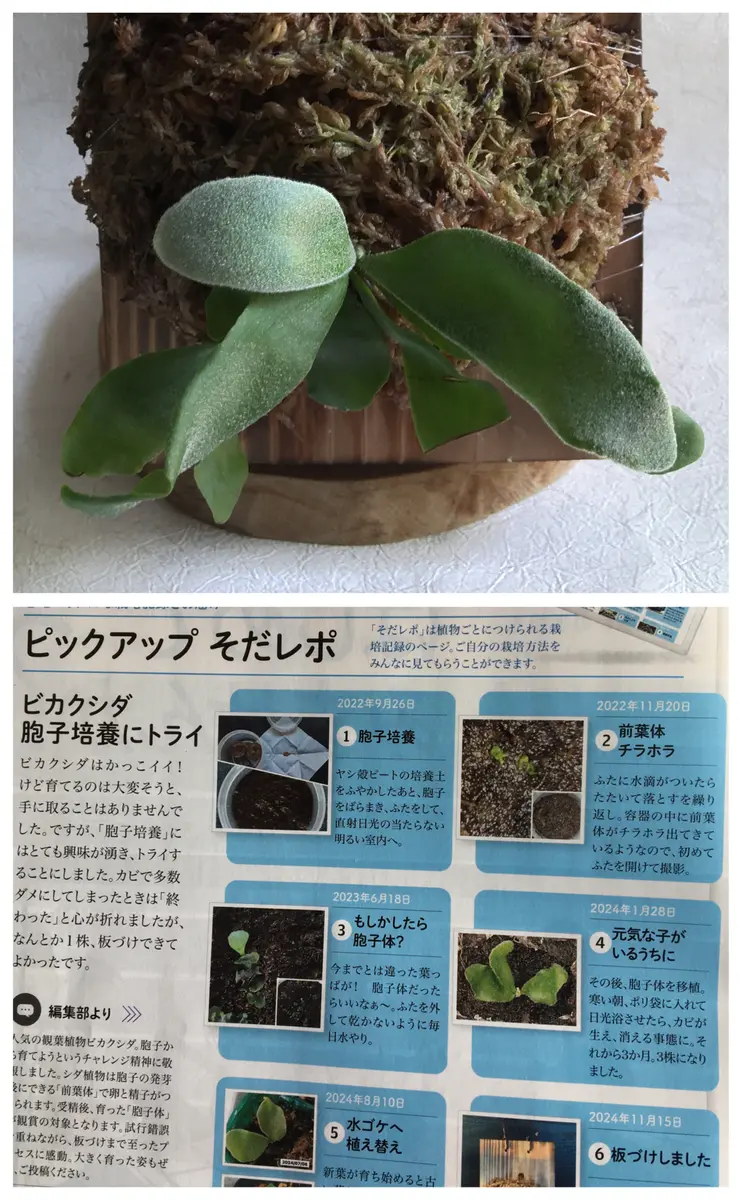 FSQ-S 胞子培養苗16　板① FSQ-S 胞子培養苗16 板① - メルカリ