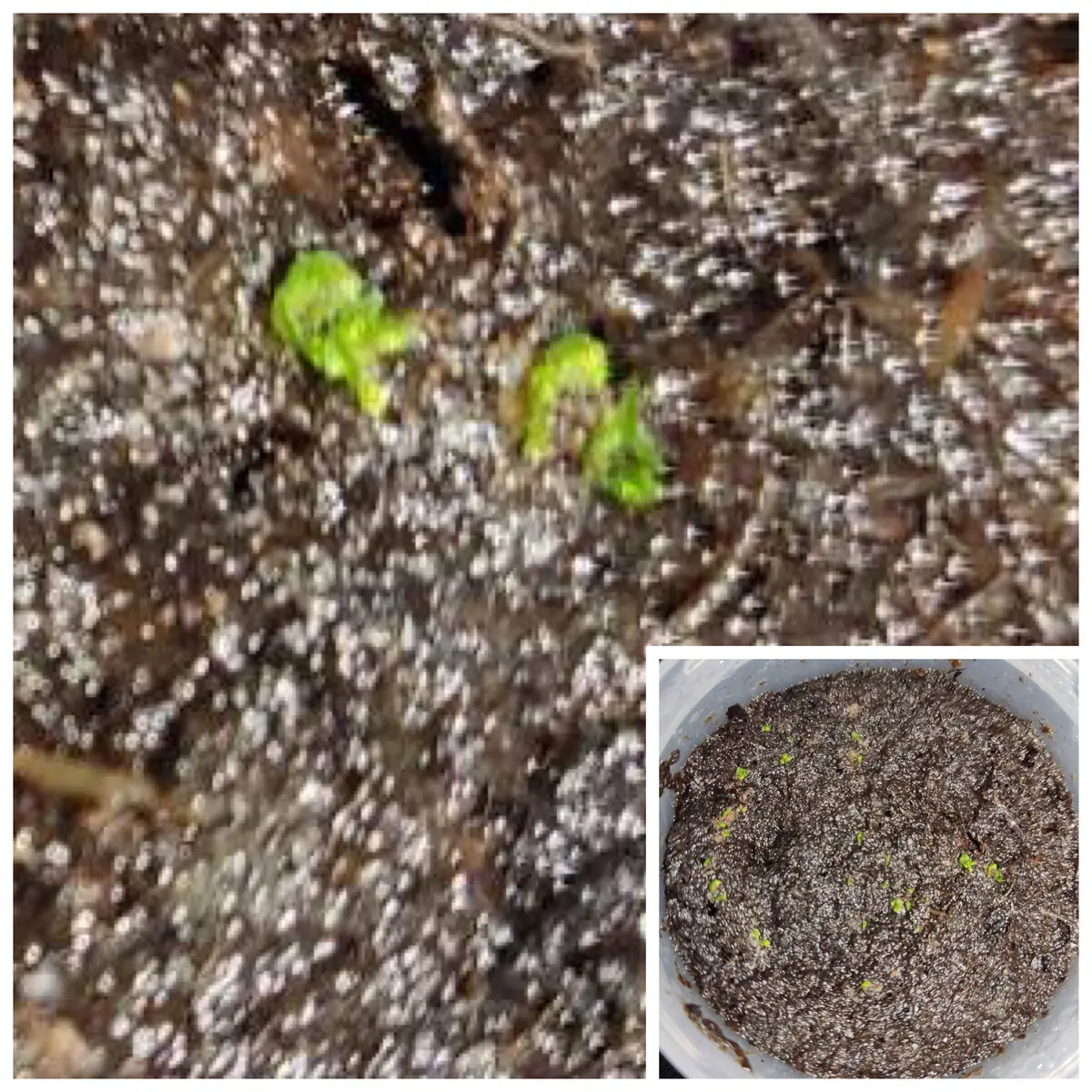 ビカクシダ 胞子培養にトライᕦ(ò_óˇ)ᕤ｜そだレポ（栽培レポート）by