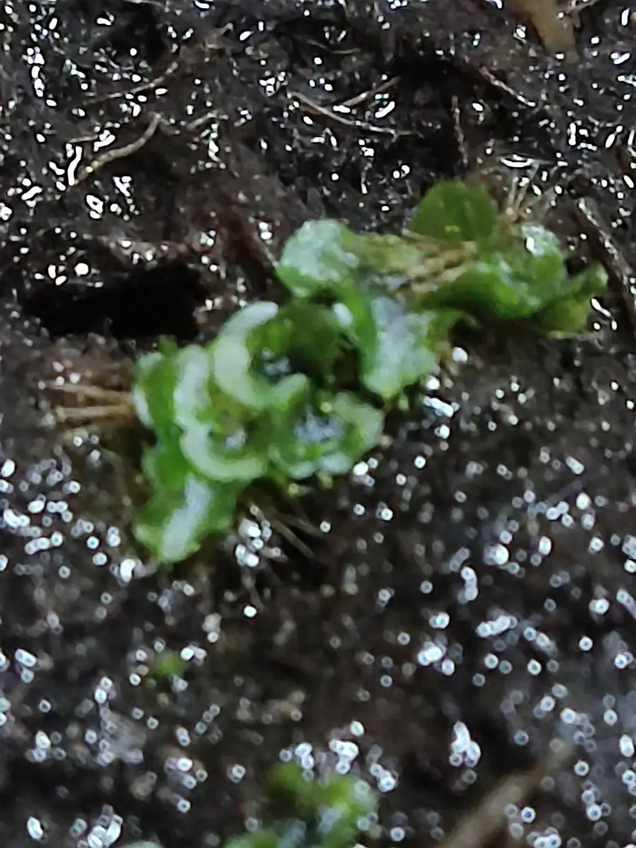 P Elephantotisエレファントティス 胞子体+前葉体 胞子培養｜Yahoo