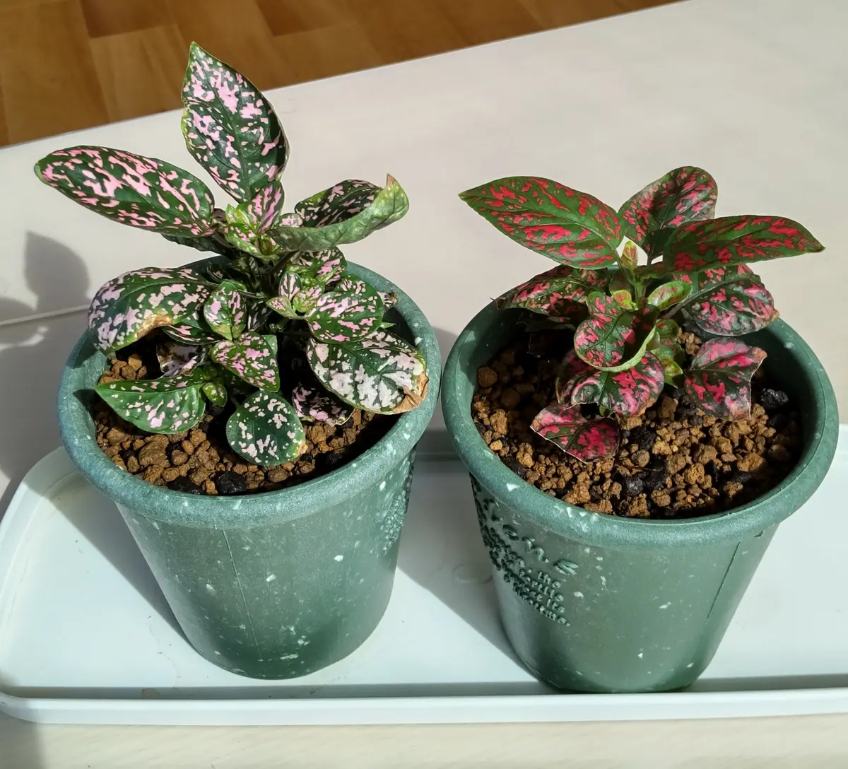 ガーデンヒポエステスの挿し芽で 室内観葉植物を作りたい｜そだレポ 