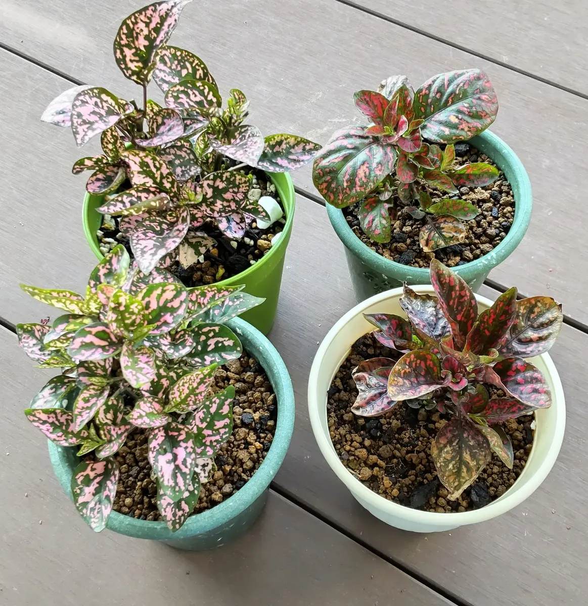 ガーデンヒポエステスの挿し芽で 室内観葉植物を作りたい｜そだレポ 