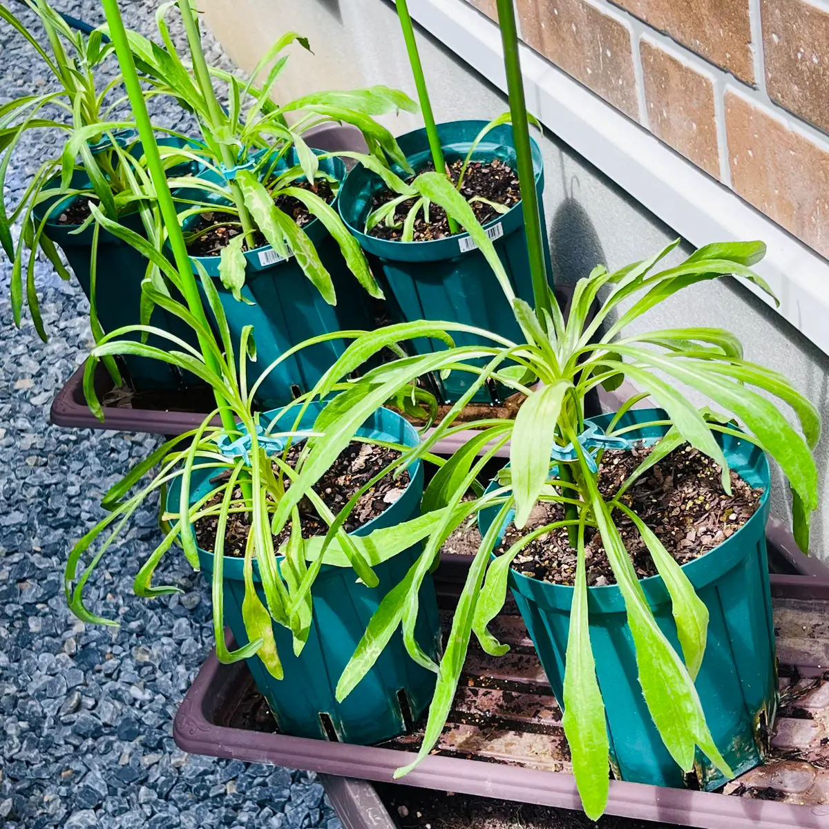 ご確認用　矢車草いっぱい(大株もはいります) ご確認用 矢車草いっぱい(大株もはいります) ご確認用矢車草
