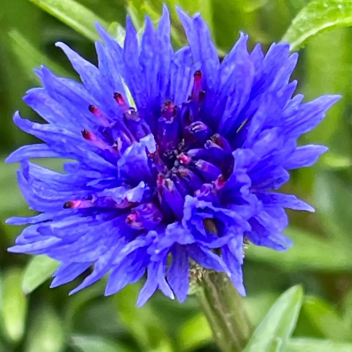 矢車草の年内開花にチャレンジ🎵｜そだレポ（栽培レポート）bymasaさん