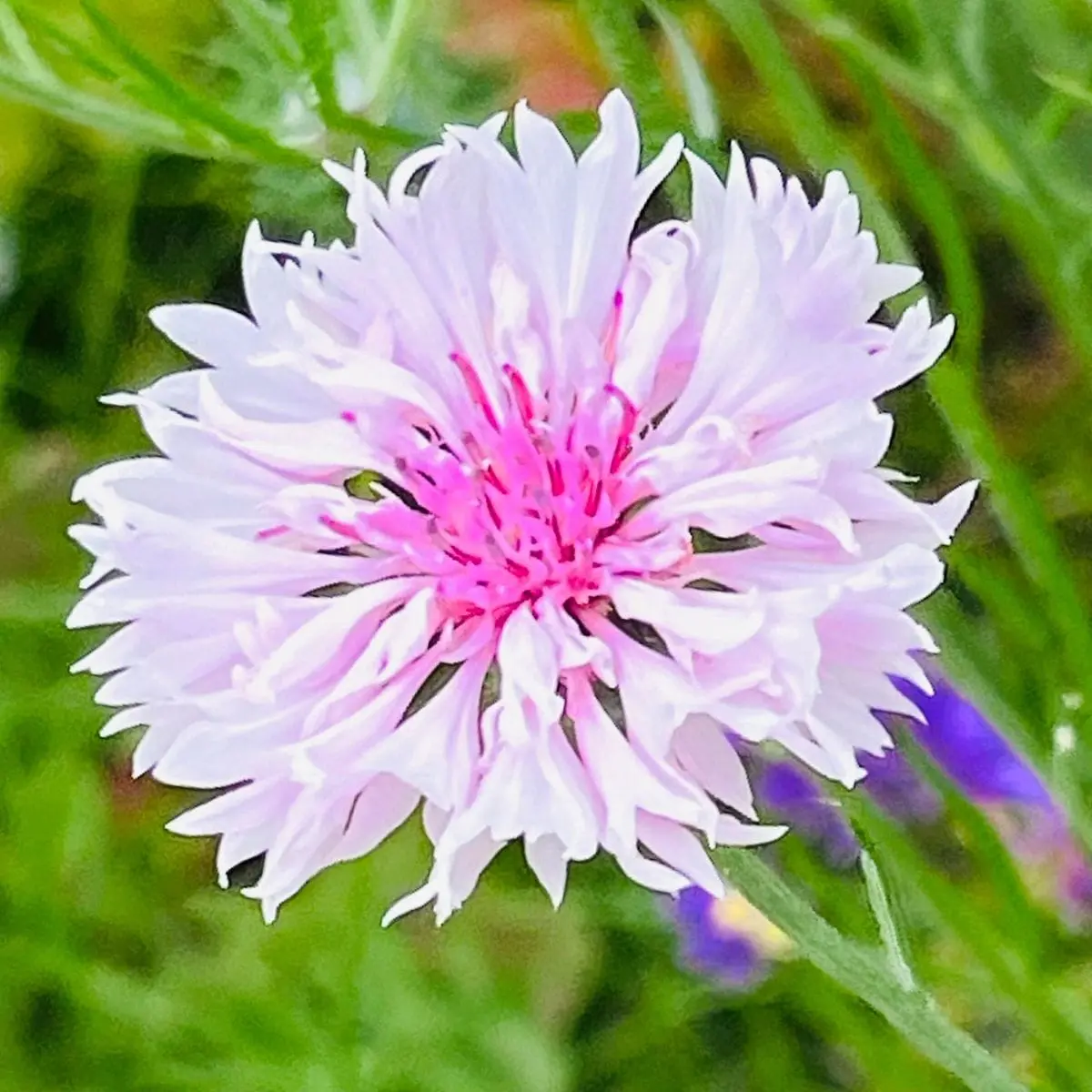 矢車草の年内開花にチャレンジ🎵｜そだレポ（栽培レポート）bymasaさん