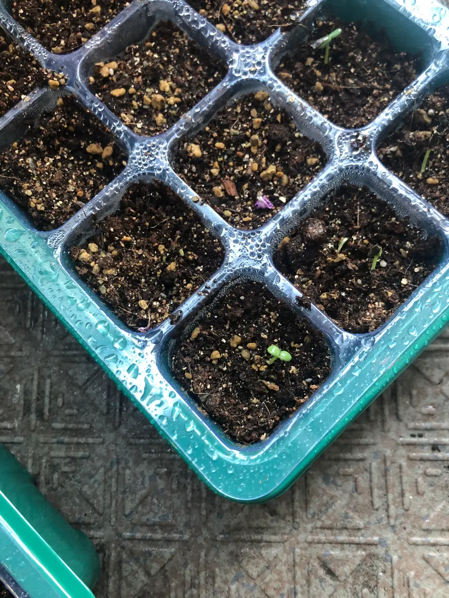 過去種まき成功したのって朝顔くらいだけどｼﾞﾆｱやります｜そだレポ