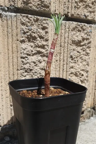 ゲチリス・ベルティシラータの栽培｜そだレポ（栽培レポート）byたび