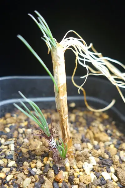 南アフリカ珍奇植物‼️ゲチリス・ベルティシラータ 塊根植物 多肉植物