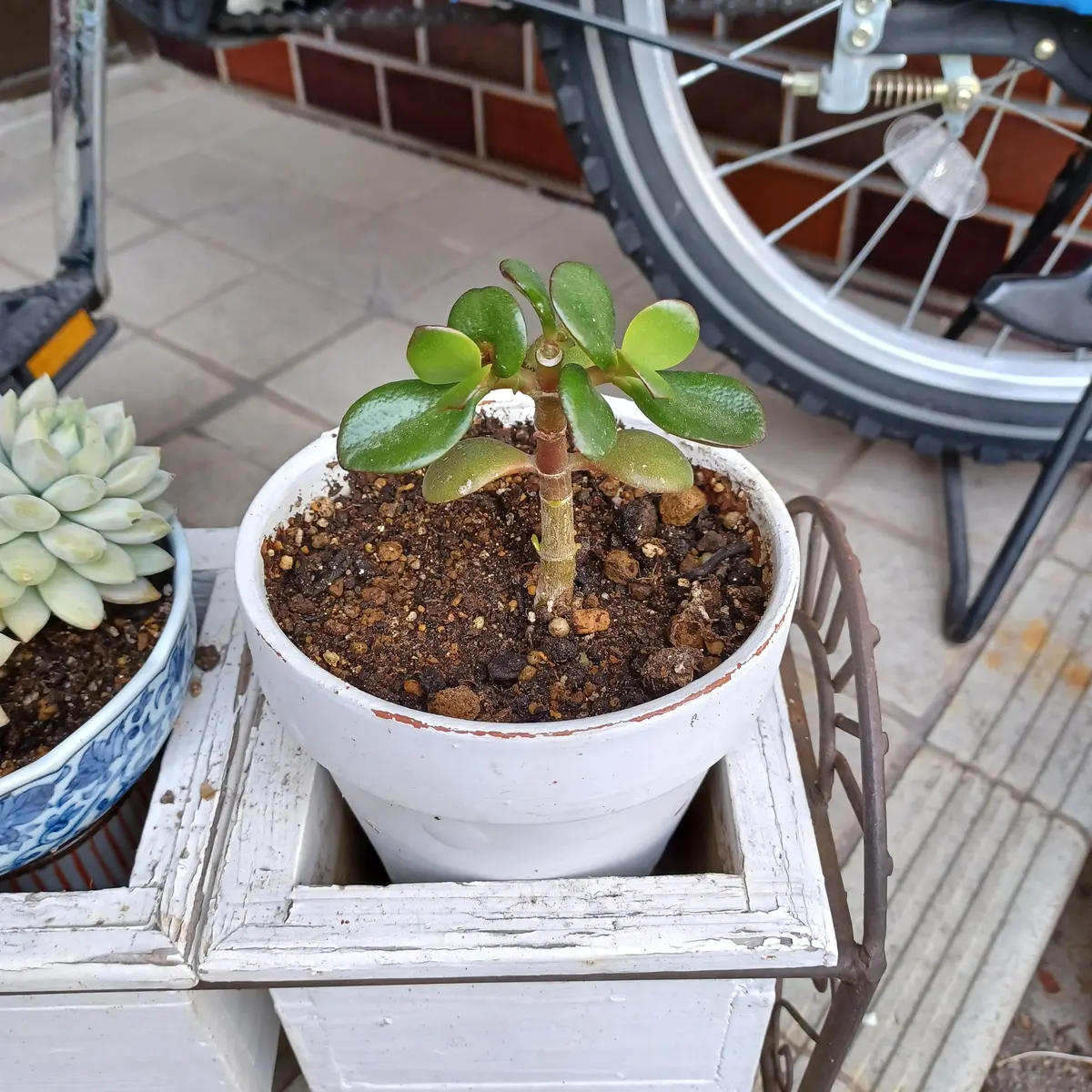 金のなる木の復活｜そだレポ（栽培レポート）byハナトイチ｜みんなの