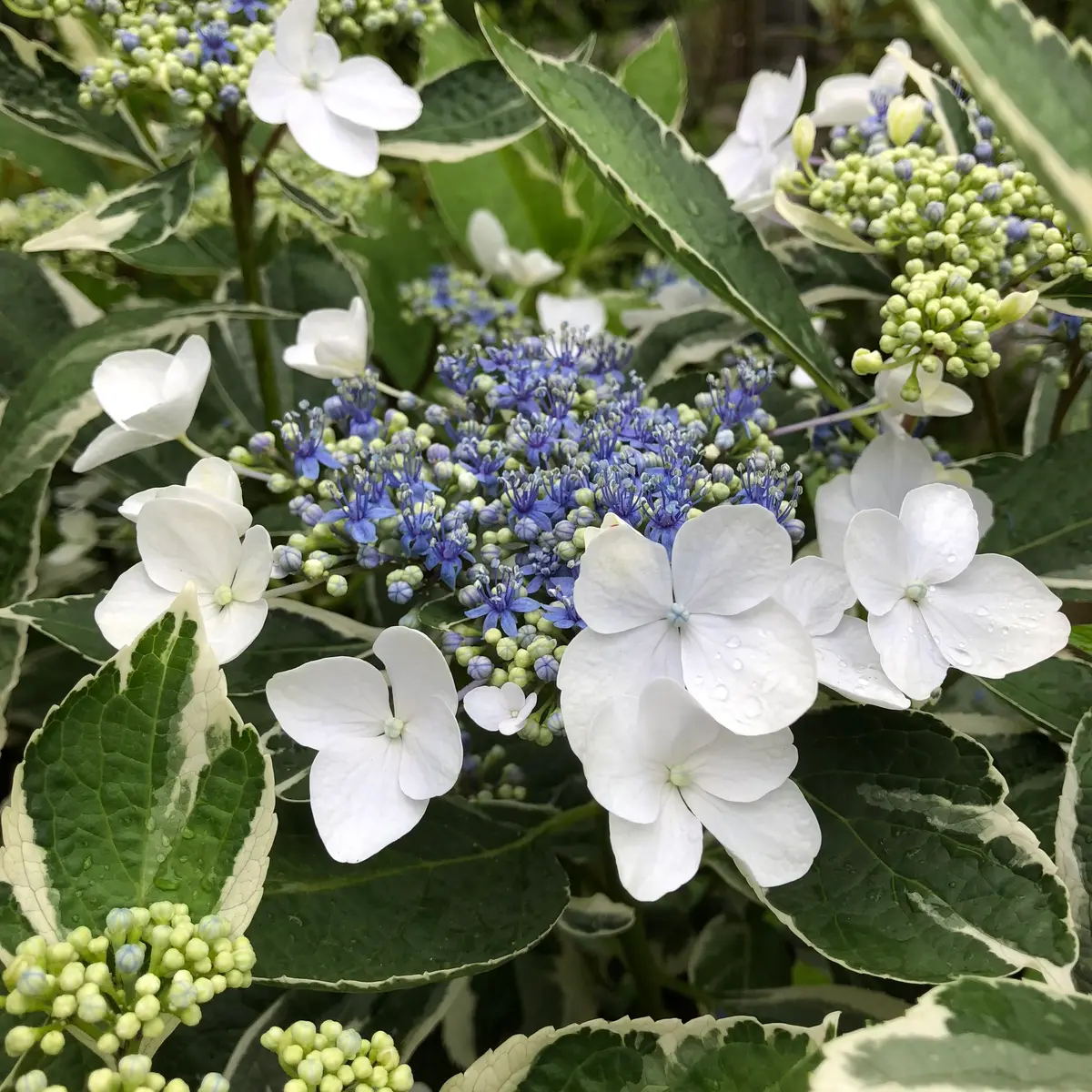 古株アジサイのリセット｜そだレポ（栽培レポート）byやすきち