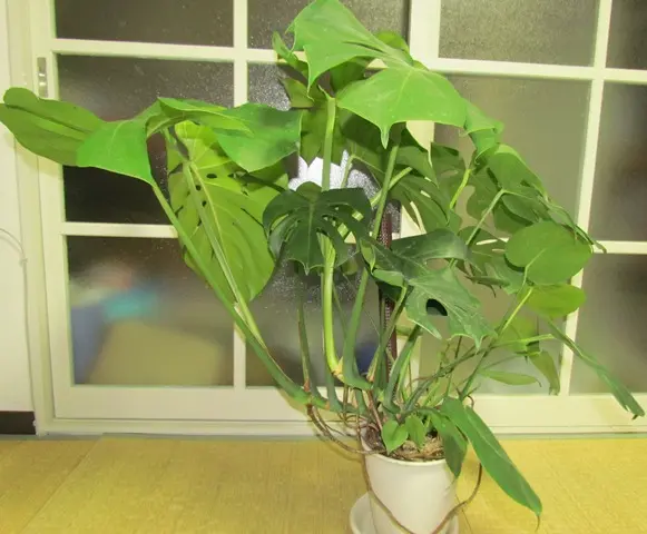 ボリュームサイズ モンステラ 8号 送料無料 観葉植物 開業祝い