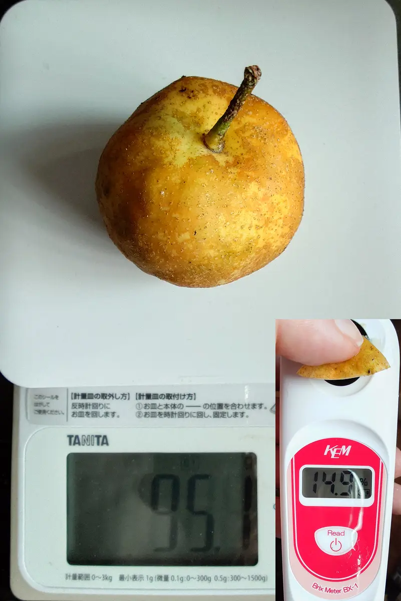 手間のかかる果物の代表格「梨」を暇じゃ無いけど暇つぶしに。Ⅱ【終了