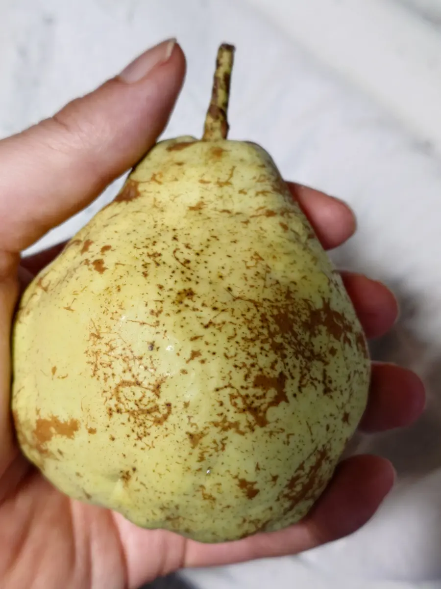 手間のかかる果物の代表格「梨」を暇じゃ無いけど暇つぶしに。Ⅱ【終了