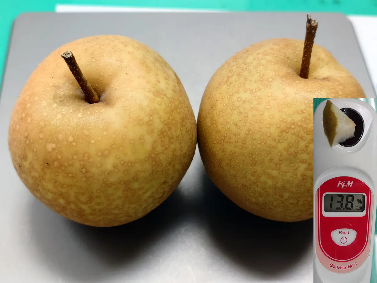 手間のかかる果物の代表格「梨」を暇じゃ無いけど暇つぶしに。Ⅱ【終了