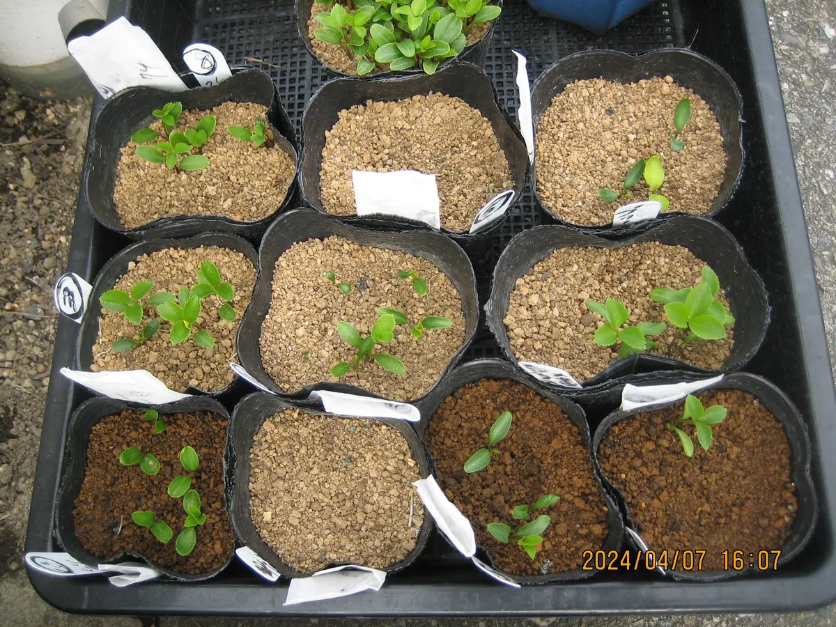 種から花が見たい！第3弾🌱｜そだレポ（栽培レポート）byコウノトリ