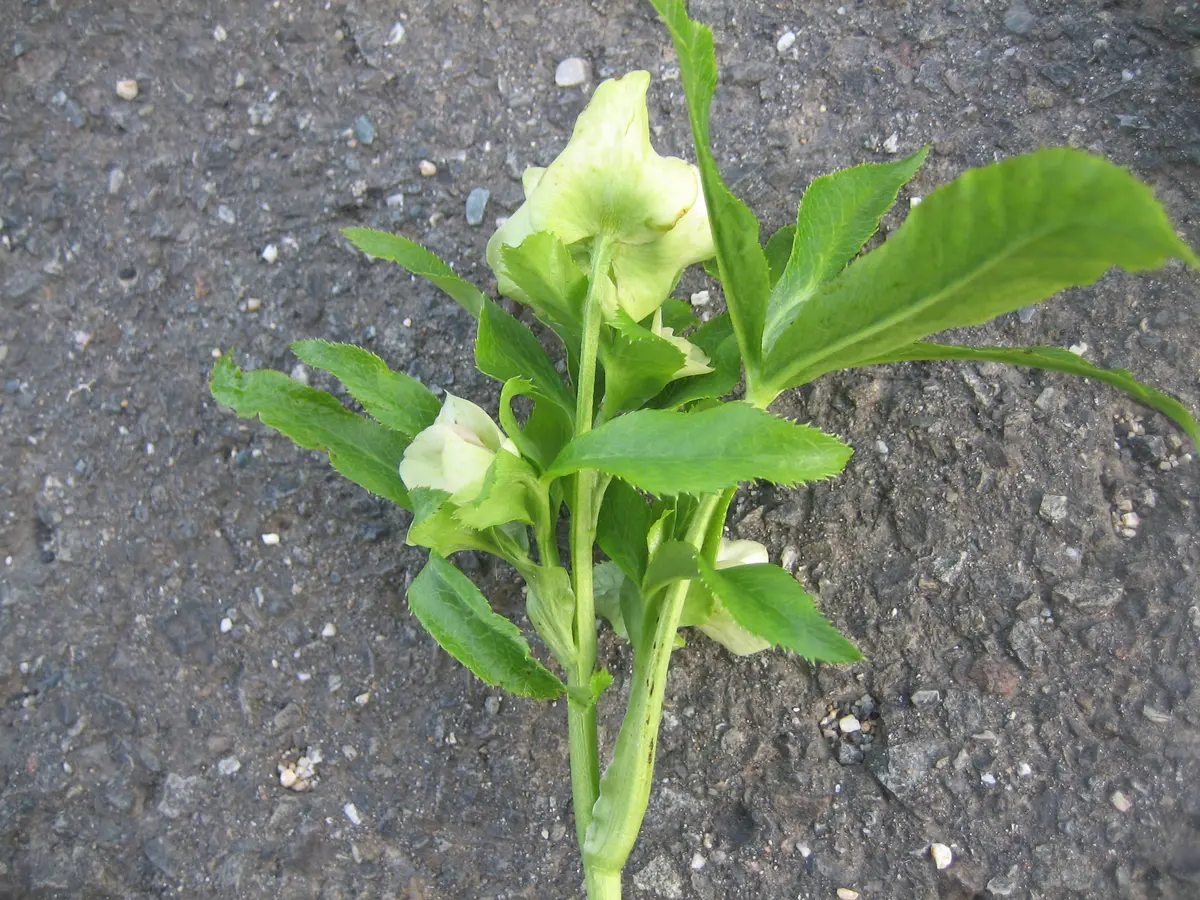 種から花が見たい！第3弾🌱｜そだレポ（栽培レポート）byコウノトリ