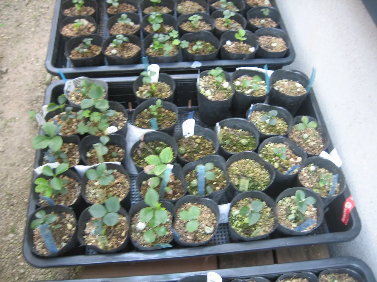 種から花が見たい！第3弾🌱｜そだレポ（栽培レポート）byコウノトリ