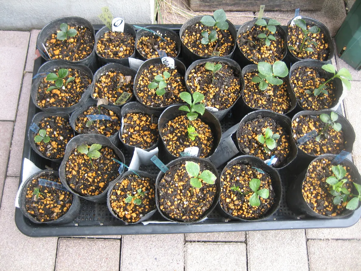 種から花が見たい！第3弾🌱｜そだレポ（栽培レポート）byコウノトリ