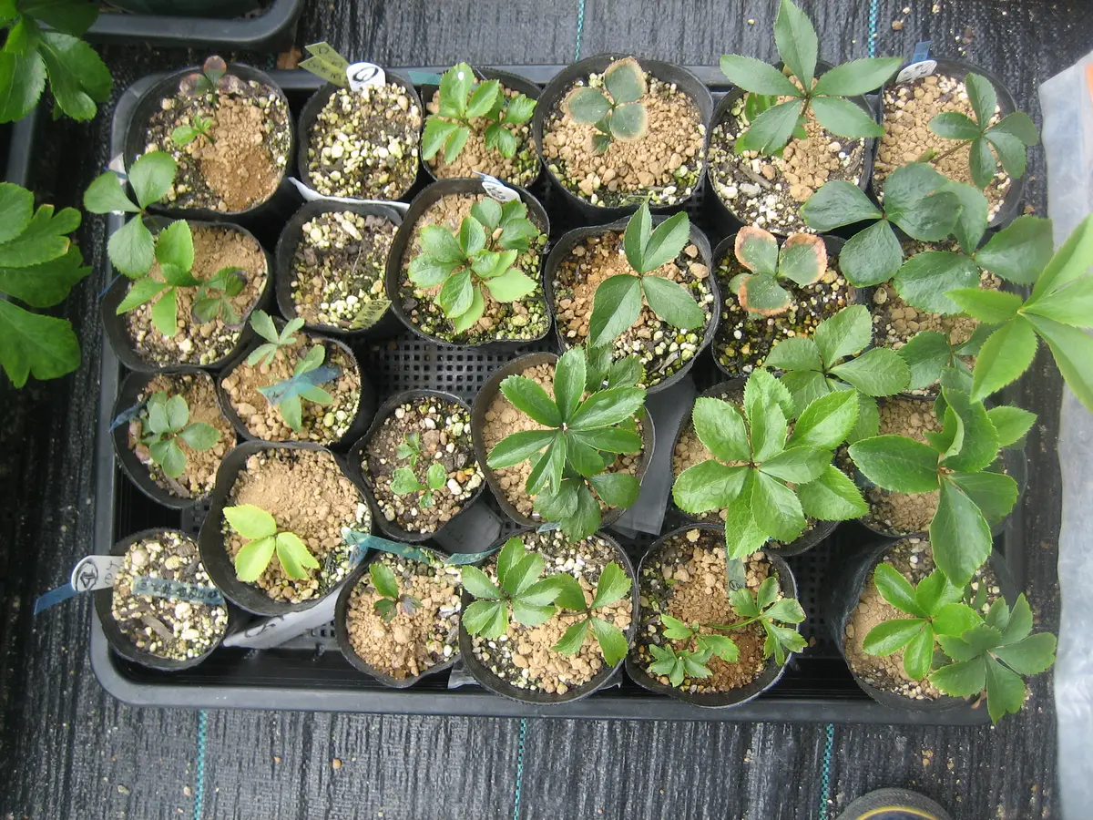 種から花が見たい！第3弾🌱｜そだレポ（栽培レポート）byコウノトリ