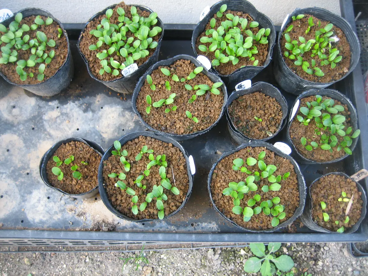種から花が見たい！第3弾🌱｜そだレポ（栽培レポート）byコウノトリ
