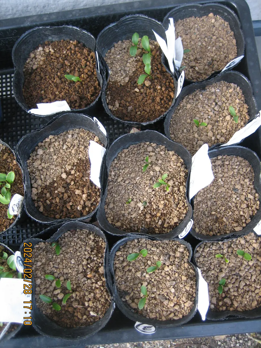 種から花が見たい！第3弾🌱｜そだレポ（栽培レポート）byコウノトリ