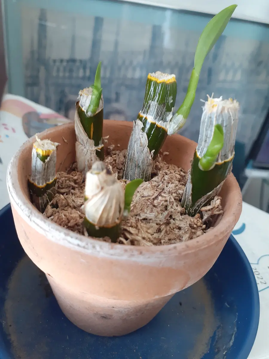 デンドロ、茎ざしから開花まで！｜そだレポ（栽培レポート）byワイン