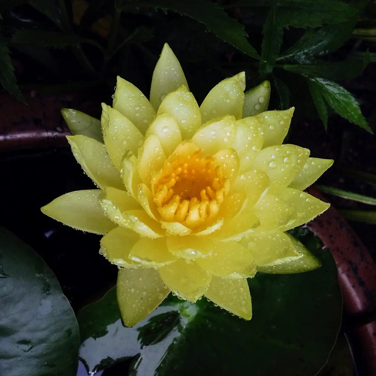 睡蓮日記｜そだレポ（栽培レポート）by縁たく粟島ノ庭｜みんなの