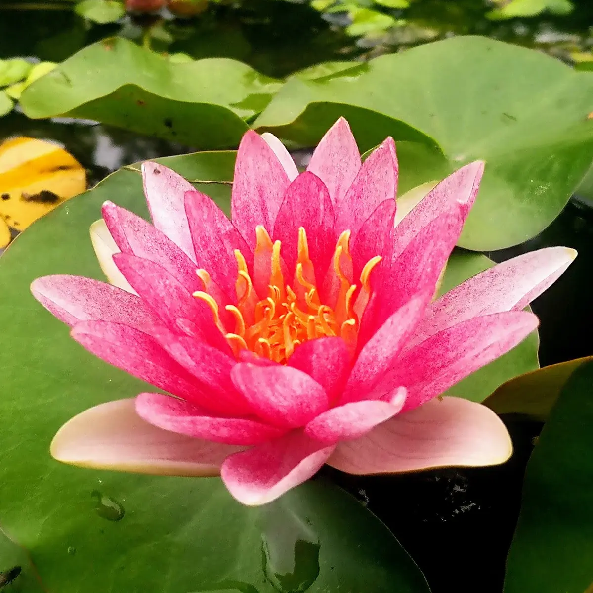 希少稀な 睡蓮日記｜そだレポ（栽培レポート）by縁たく粟島ノ庭｜みんなの ポケモンカードゲーム