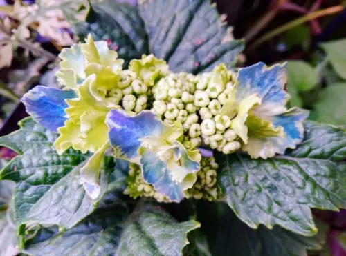 紫陽花日記 スターリットスカイ｜そだレポ（栽培レポート）by縁たく