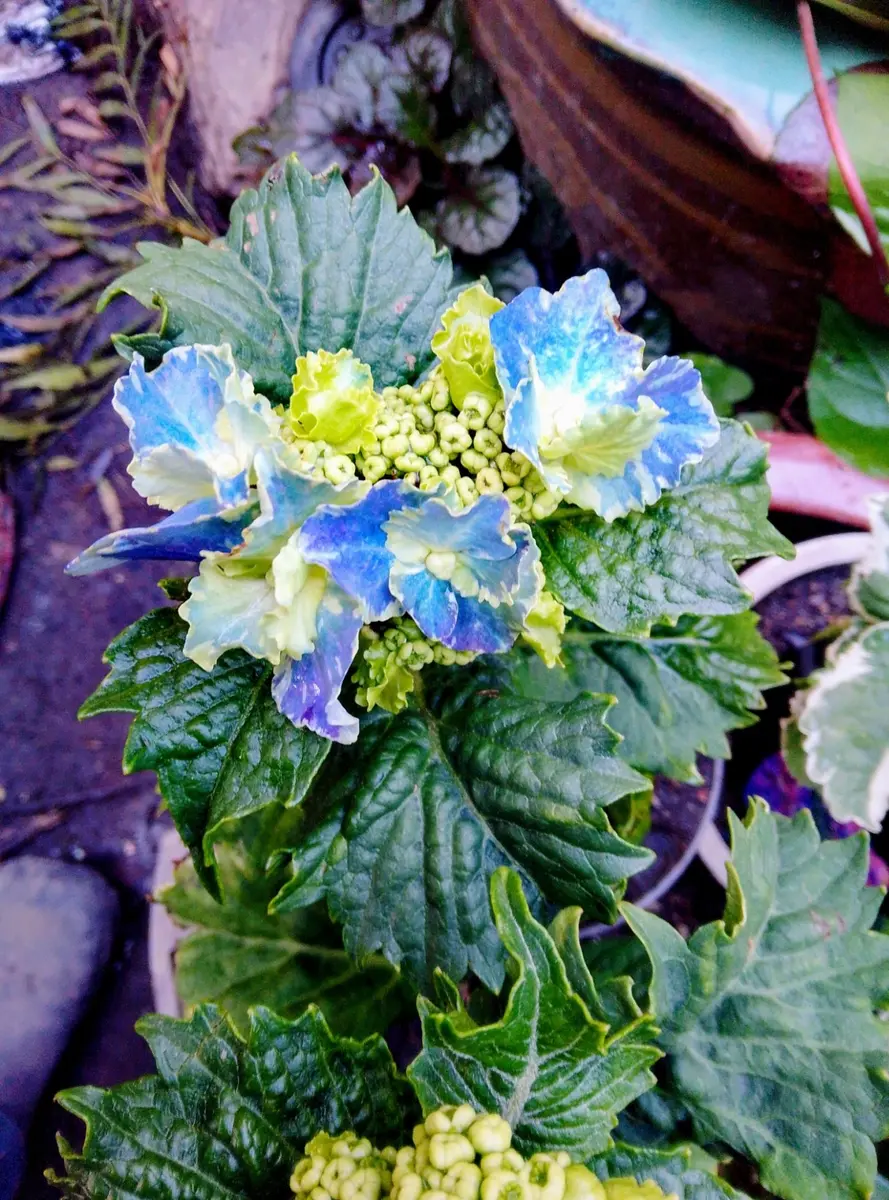 紫陽花日記 スターリットスカイ｜そだレポ（栽培レポート）by縁たく