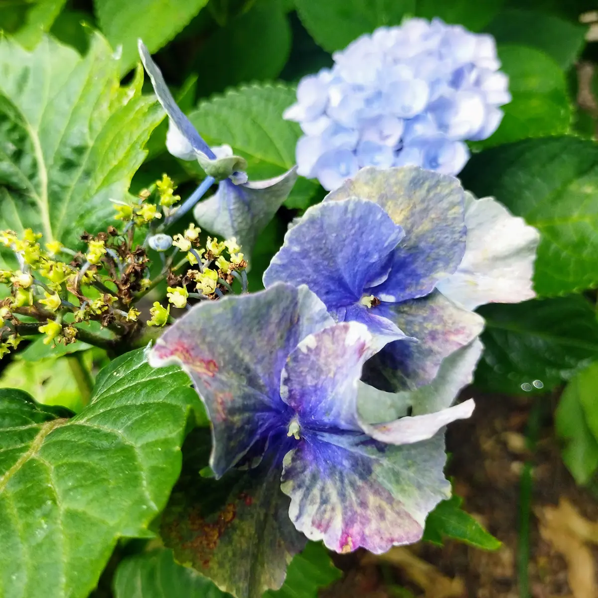 【花苗】ハイドランジア スターリットスカイ タグ付き正規品 紫陽花 あじさい 5a6c7f462a4f28add3ad84b498383f