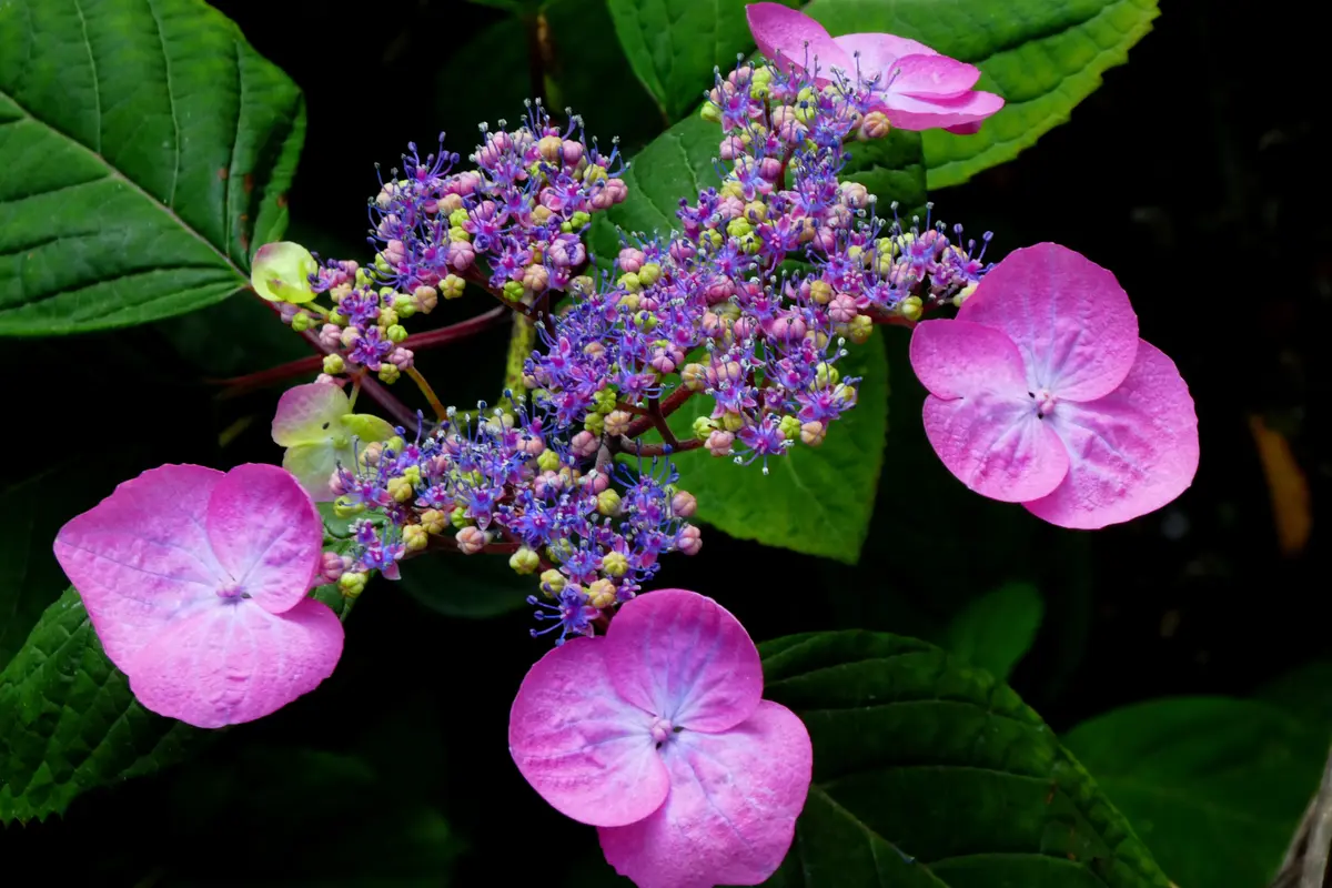山紫陽花日記 丹後貝咲｜そだレポ（栽培レポート）by縁たく粟島ノ庭