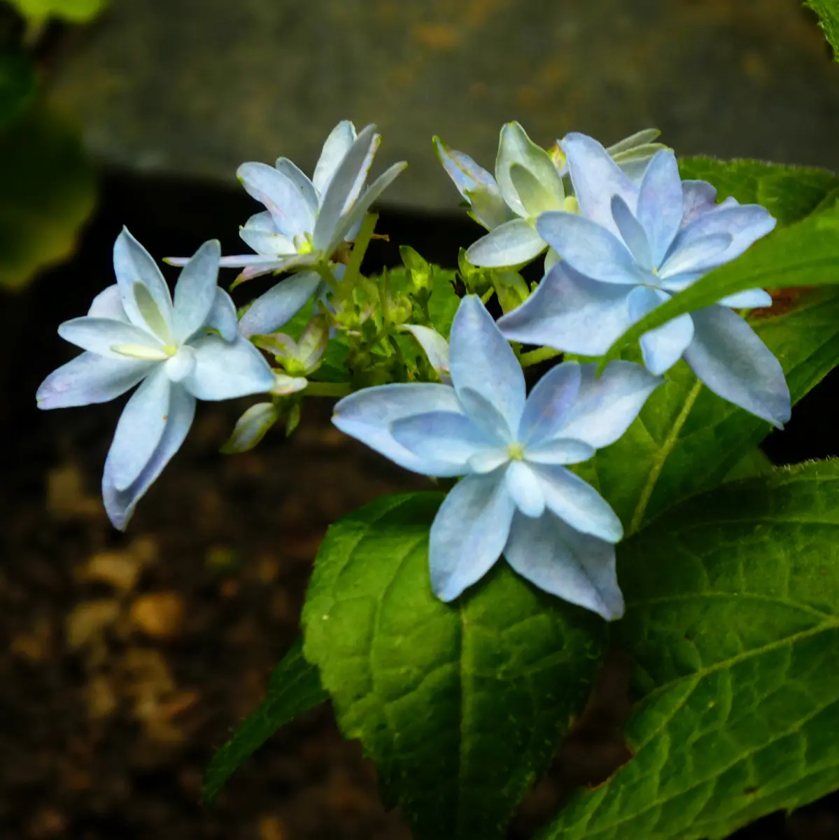 寄せ植え 和シャク70センチ 前島 アジサイ