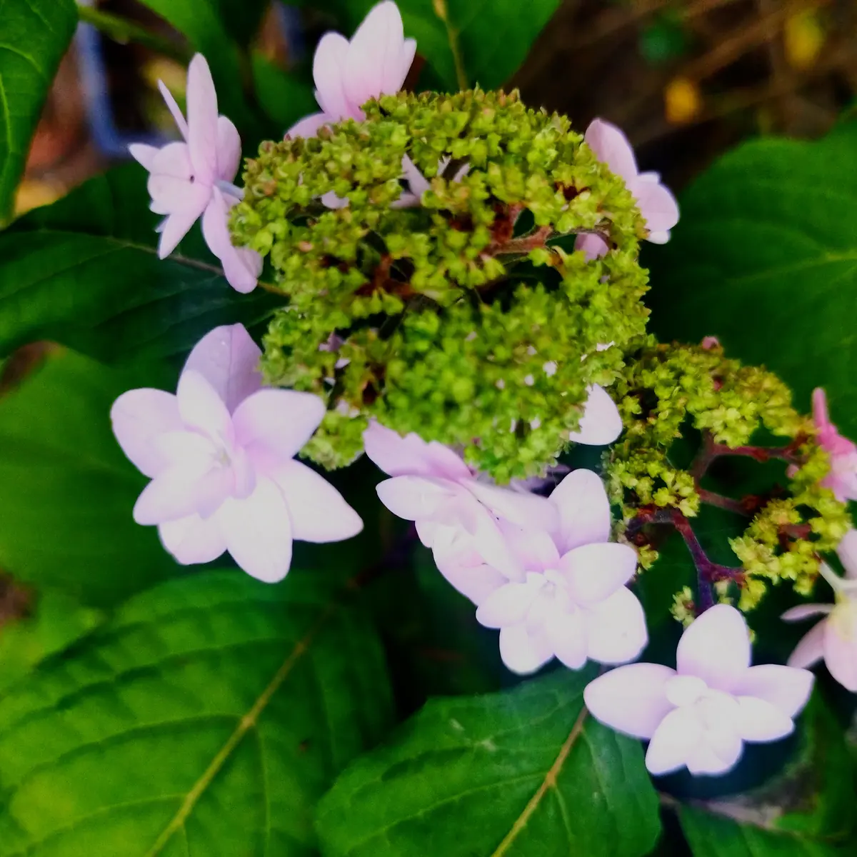 SD】2025年6月13日 ‼️紫陽花の花が咲き出しています。 #flowers