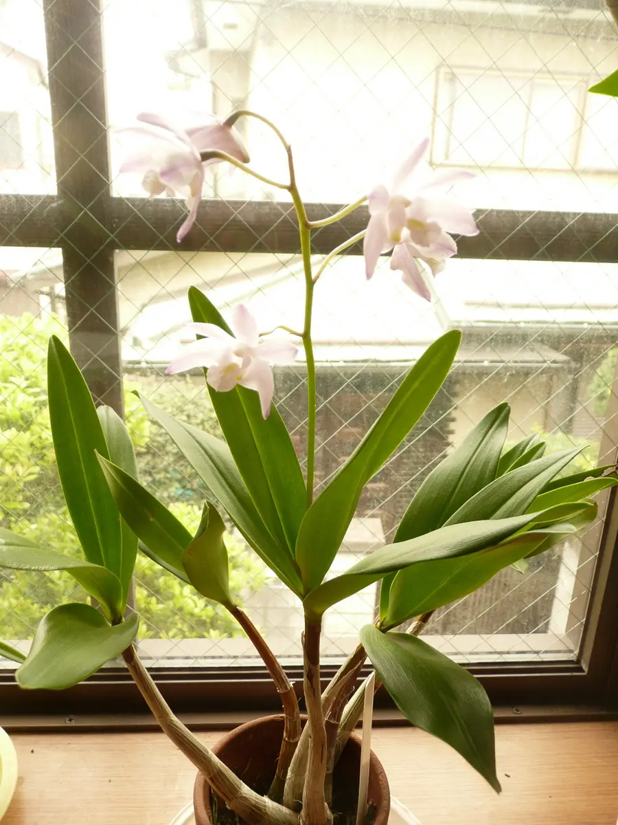 スペシオキンギアナムの高芽取り｜そだレポ（栽培レポート）byお散歩