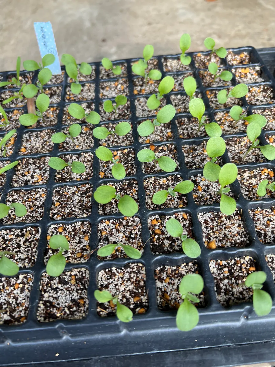 矢車草｜そだレポ（栽培レポート）byはこね｜みんなの趣味の園芸