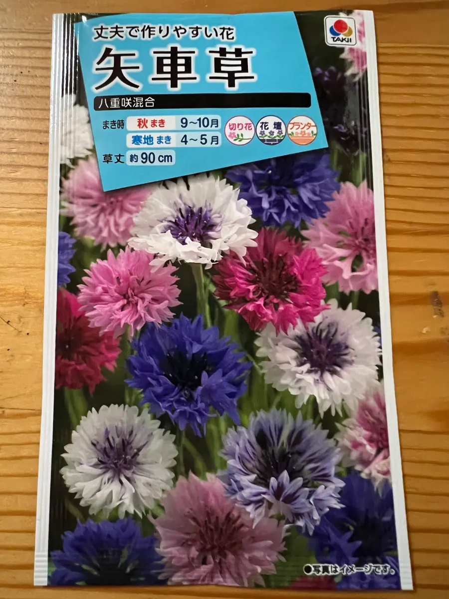 可愛い矢車草のちょっと低めのコンポティエ imgrc0087850694.jpg